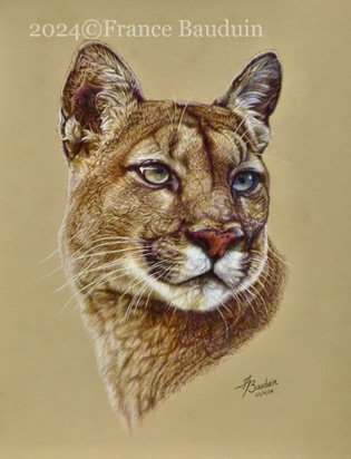 Puma Portrait - 38 hours
Sand Pastelmat
17" x 14"
Ref: My own photo Puma Portrait - 38 hours
Sand Pastelmat
17" x 14"
Ref: My own photo